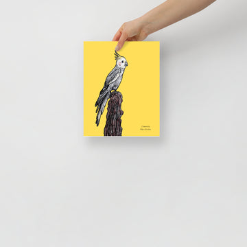 Cockatiel by Tyler DeVane Poster